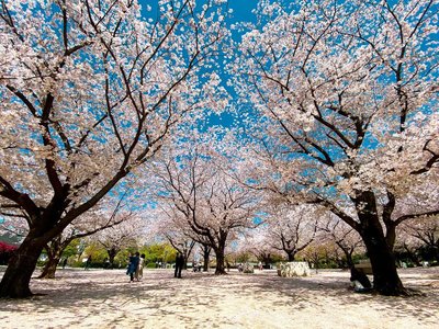🏞️ 하마초 공원(하마초 코엔) 이미지 2